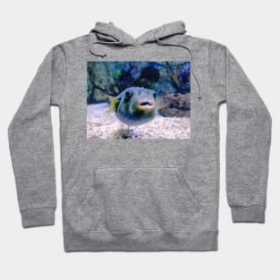 puffer fish, aquarium, puffer fish saying, guinea fowl puffer fish, blackspot puffer fish, dwarf puffer fish, pea puffer fish, aquaristics, giant puffer fish, aquarist, puffer fish owner, pumped up fish, fish owner, puffer, puffer fish lover Hoodie